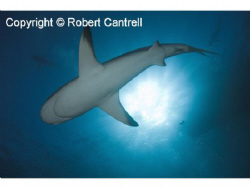 Caribbean Reef Shark shot with a D200 in an Ikelite housing. by Robert Cantrell 